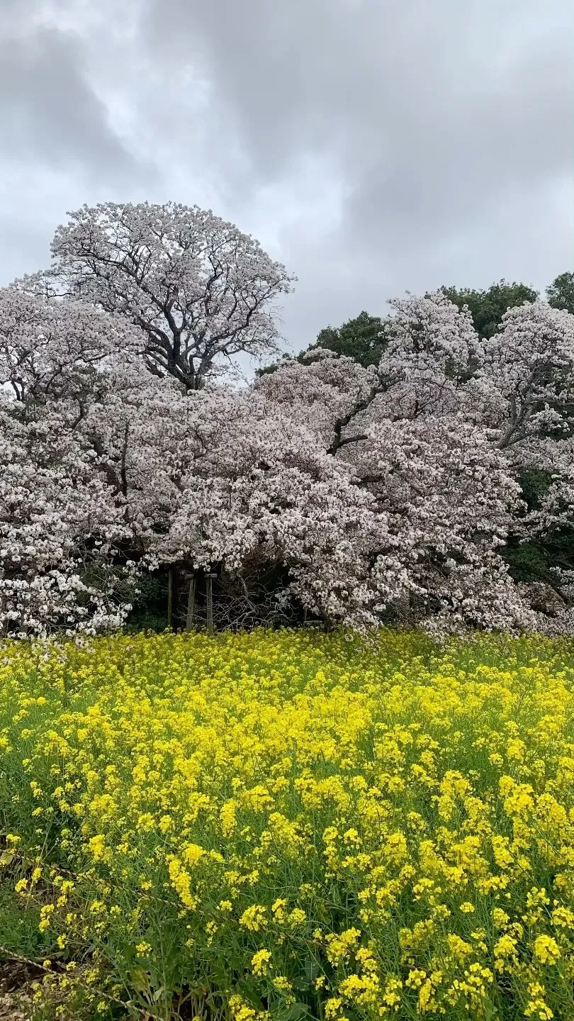 山桜🌸樹齢400年！！